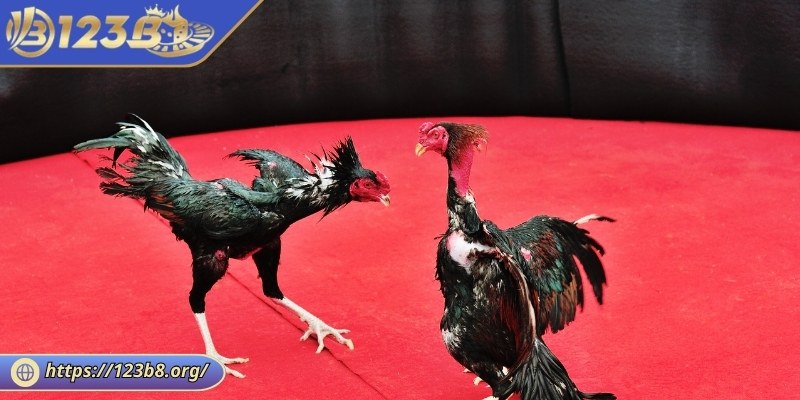 Tìm hiểu thông tin về kèo đá gà Thomo